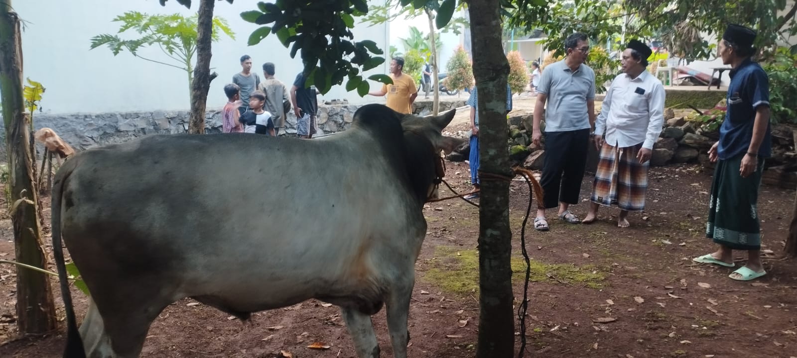 Simbol Pengorbanan, Muhammadiyah Kota Semarang Distribusikan 400 Hewan Kurban