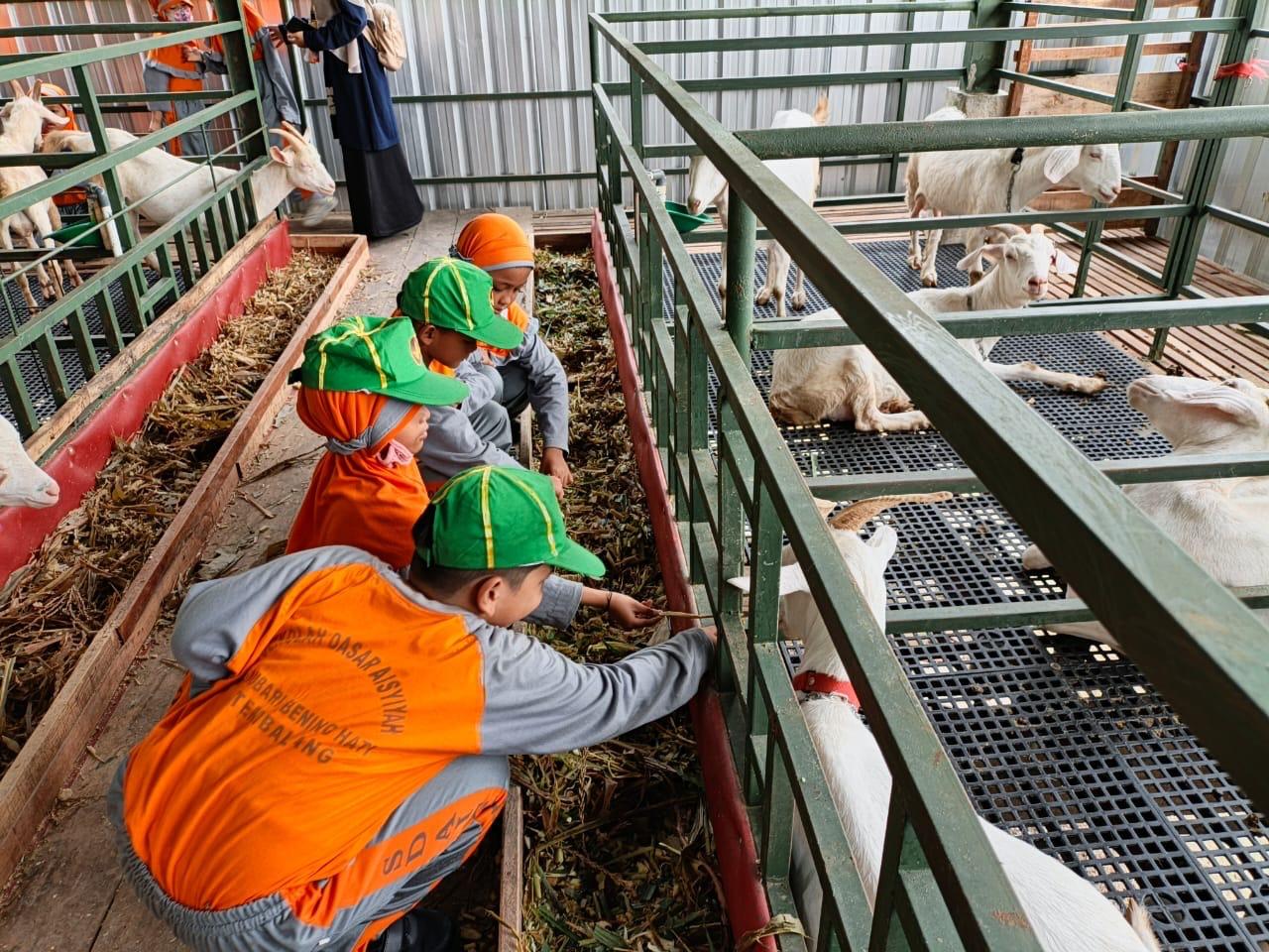 Siswa SD 'Aisyiyah SBH memberi makan kambing dalam kegiatan Outing Class Edukatif di Pabrik Susu Kambing Sukam Mranggen.