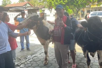 Mengawal Syariat Hewan Kurban 2026: Kisah Masjid At Taqwa Tembus Dinginnya Merapi Demi Sapi Terbaik