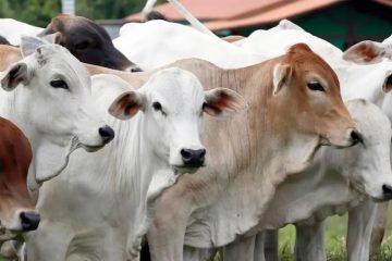 Pemerataan Distribusi Kurban dan Dam: Cara Lazismu Kirim Daging hingga Pelosok Negeri