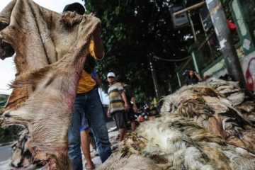 Wajib Tahu, Hukum Menjual Kulit Hewan Kurban Menurut Panduan Resmi Muhammadiyah