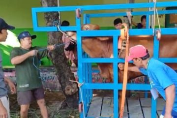Tanpa Drama Tarik Tambang, Masjid Ini Pakai Alat Canggih Agar Sapi Rebah Instan!