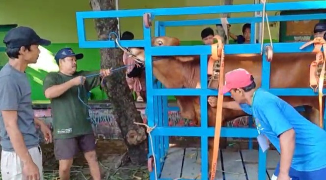 Foto dokumentasi panitia kurban sedang mempersiapkan seekor sapi berbulu cokelat di dalam kandang jepit besi berwarna biru terang di luar ruangan. Tampak seorang petugas berkaus biru dan bertopi merah sedang menyesuaikan sabuk pengikat oranye di tubuh sapi, sementara petugas lain berkaus hijau tua bersiap memegang tali penuntun. Alat mekanis portabel ini dirancang untuk merebahkan sapi secara aman tanpa memerlukan proses tarik tambang yang melelahkan.