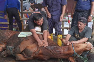 Masuk Program Wilayah 3T, PCM Tembalang 1 Kedatangan Sapi Kurban Raksasa Bantuan Pemerintah