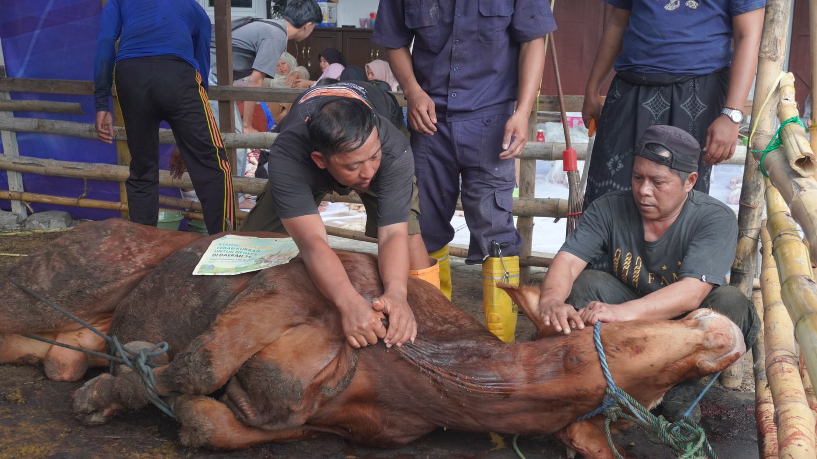 Sejumlah panitia kurban sedang bergotong royong memegangi seekor sapi cokelat berukuran besar yang telah direbahkan di lantai area penyembelihan, dengan secarik kertas pengumuman program kurban kementerian tertempel di atas tubuh sapi.