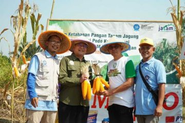 Muhammadiyah Garap 3,8 Hektar Lahan Jagung Demi Kedaulatan Pangan