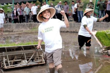 Lewat Gerakan Padi Rojolele Reborn, Muhammadiyah Ajak Petani Klaten Bangkitkan Beras Legendaris