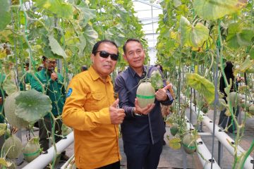 Menggoda Mata dan Rasa, Sensasi Unik Wisata Petik Melon di Greenhouse Kampus Unimus